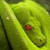 Vartotojo avataras